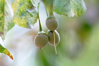 Styrax japonica - sturač japonský (zrající plody)